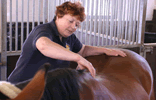 horse back treatment